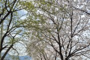 화양읍“온새미로 합천2리 부녀회” 벚꽃데이 가져