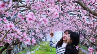 [포토뉴스] 한파 이겨낸 복사꽃 활짝, 청도에 다가온 봄