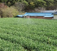청연영농조합법인, 마늘·양파 무인항공 병해충 방제 실시